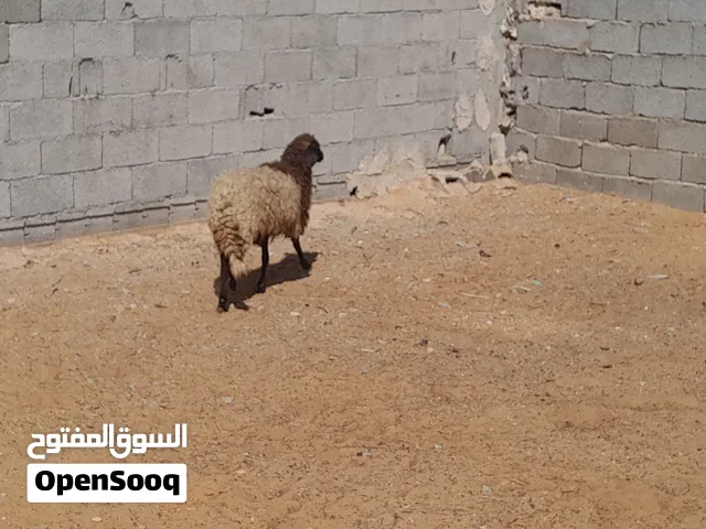 فطيمه وطنيه مشالله سليمه العيوب ميزانها مشالله للتربيه او موس لبيدبح عقيقه عمرها ف6شهور ونص..