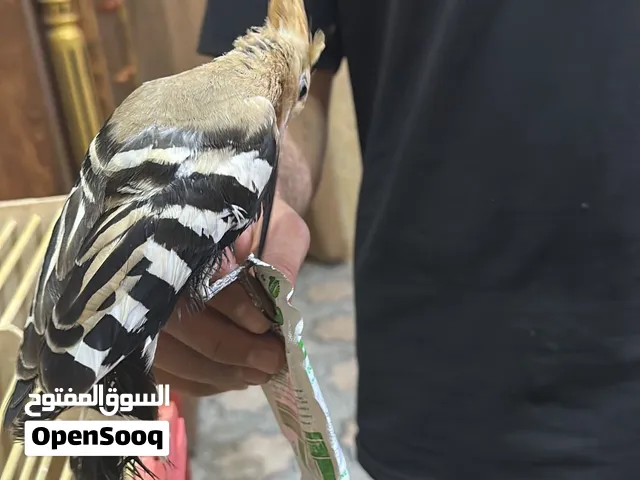 هدهد سنجاب