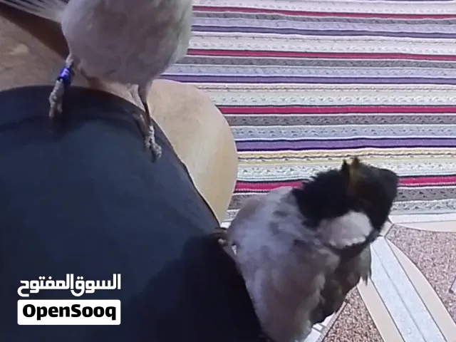 بلابل ربه فول نثيه وذكر مكان حمدان سعر 150