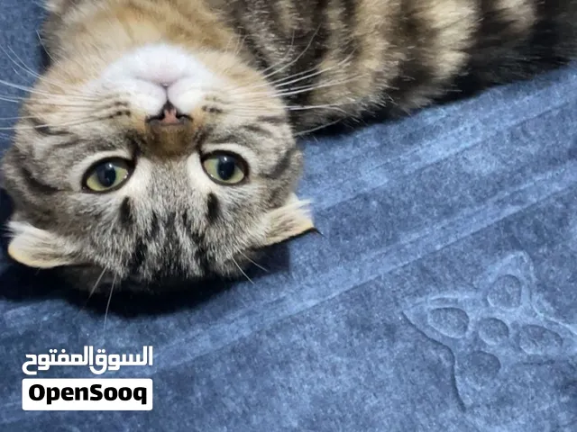 كيتن للتبني بشروط عمر شهرين لعوبين جاهزين لبيتهم الجديد