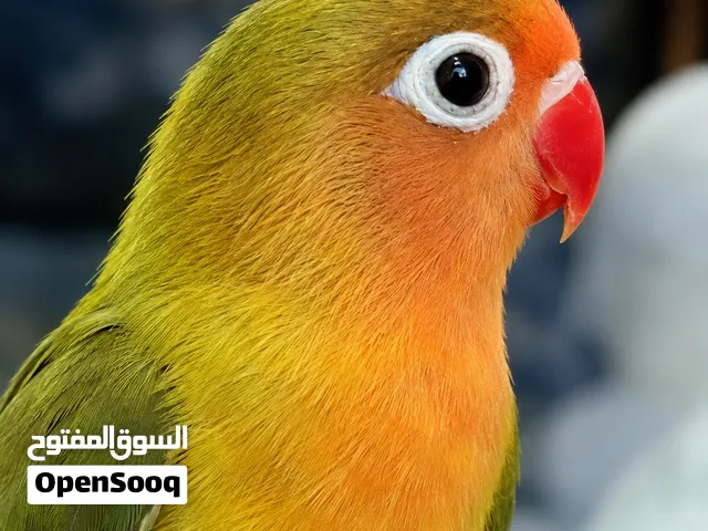طيور فيشر أليف تأكيل يدوي - ببغاء - طيور حب - أليف - عصافير أليفة