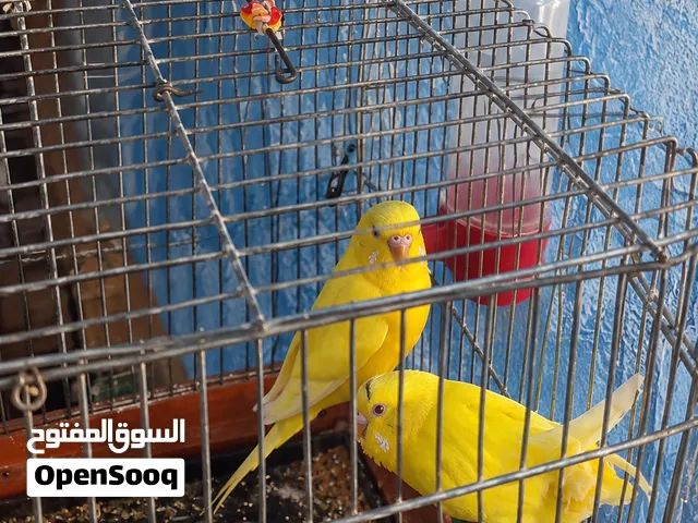 جوز بقلينو مالطي عين حمرا