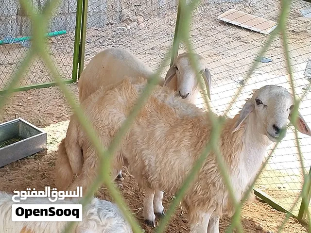 يوجد ذبايح للبيع موقع عسفان