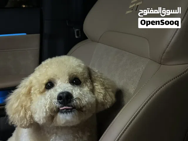 كلب توي بودل ذكر لون كريمي منتج اليف يحب العب والحركة متدرب ذكى جدا جدا  العمر سنة ونص