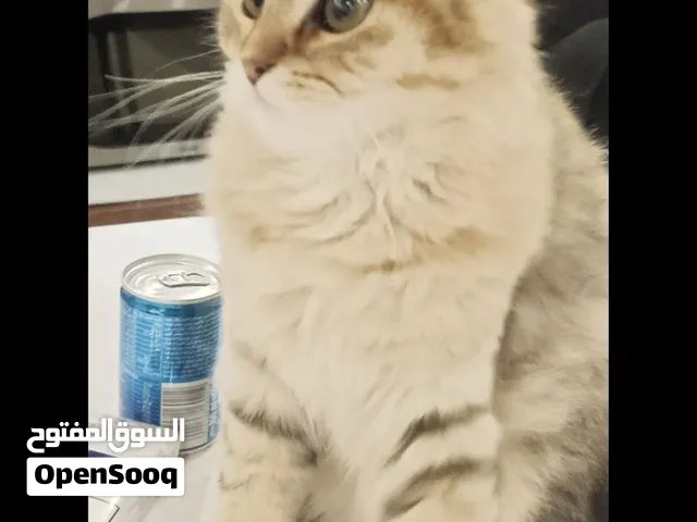 قط للتبني 4 شهور