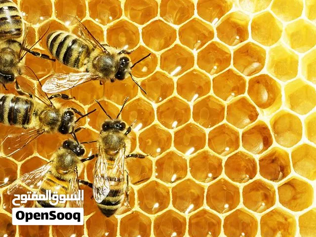 Honey, العسل الباکستانی شہد الباکستانی