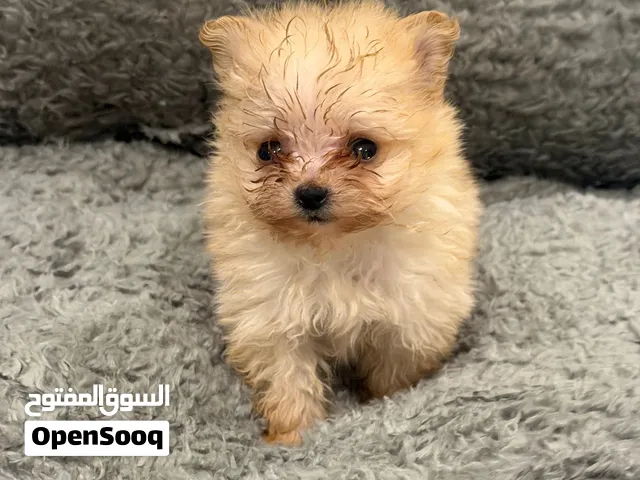 Pomapoo Puppy
