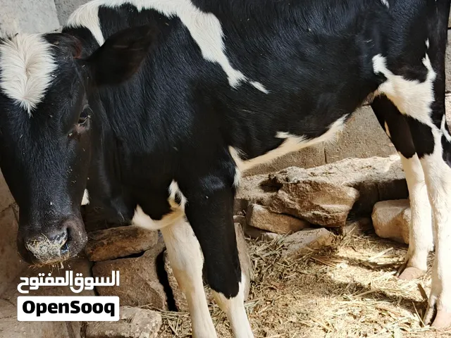 هايشه ام ثالث بطن عليها خامس شرط جواها عجل سعرها ب2800 وبيها مجال راسلني واتساب ادزلك مقطع فيديو
