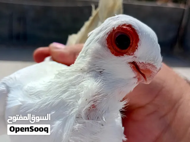 متاح 4 جواز نخب شغالات موجودات في مادبا بوصلو عمان المقابلين للجادين التواصل