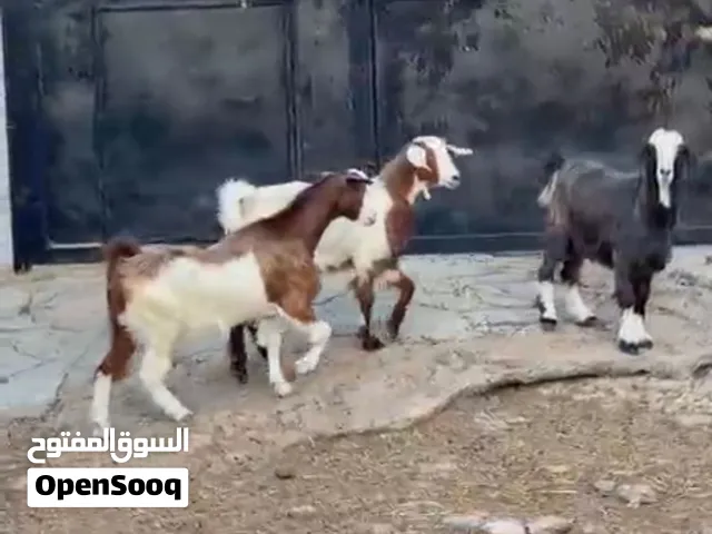 أغنام سعيديات