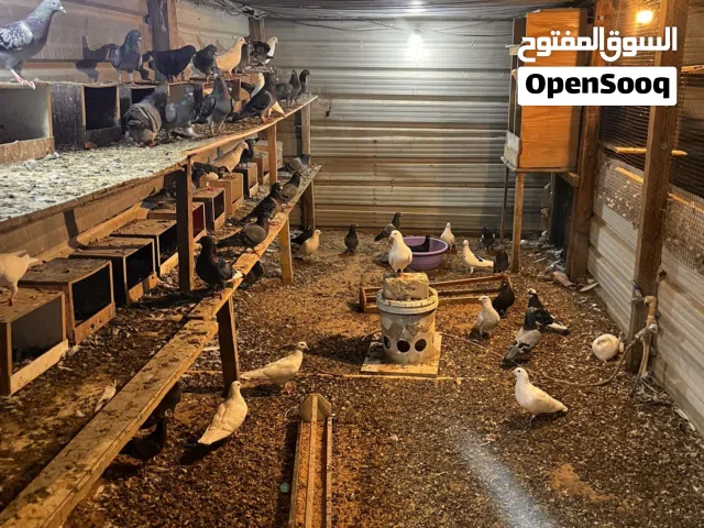 للبيع حمام زاجل ازواج حوالي 80 طير