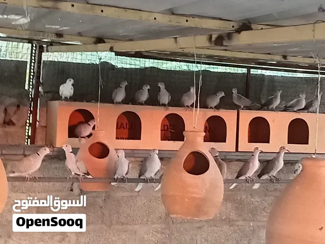 حمام عفاد للبيع