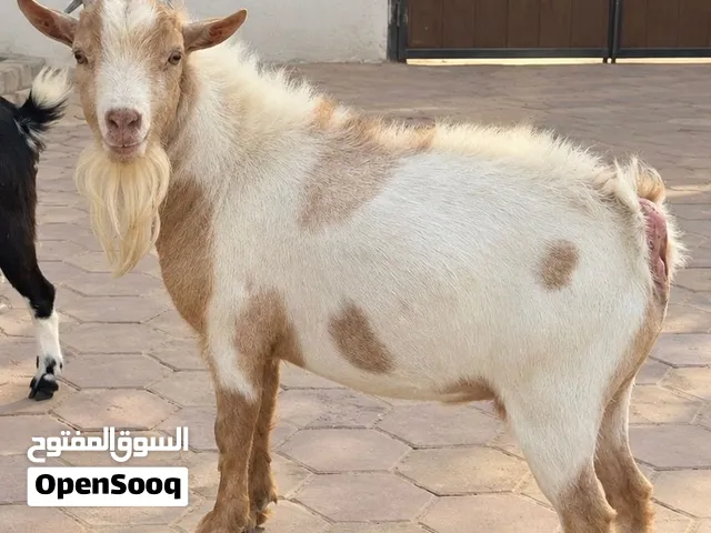 ماعز قزمي، تيس وعنزة للبيع