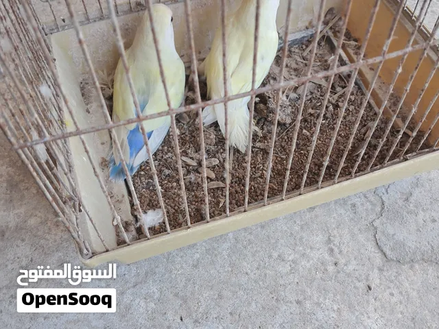 جوز روز اكواء
