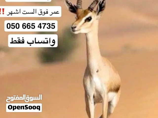 مطلوب غزلان و نعام