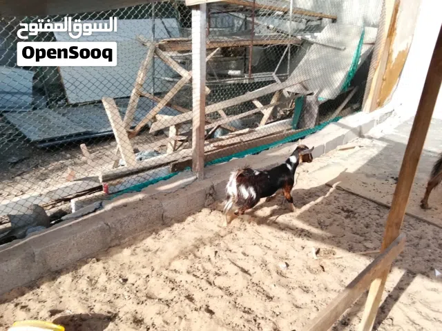 Goats with baby sale Sharjah Zubair