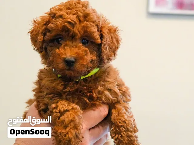 Mini Poodle puppies for sale