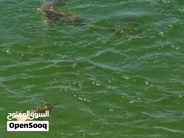 سمك كارب سمك برك حجم كبير