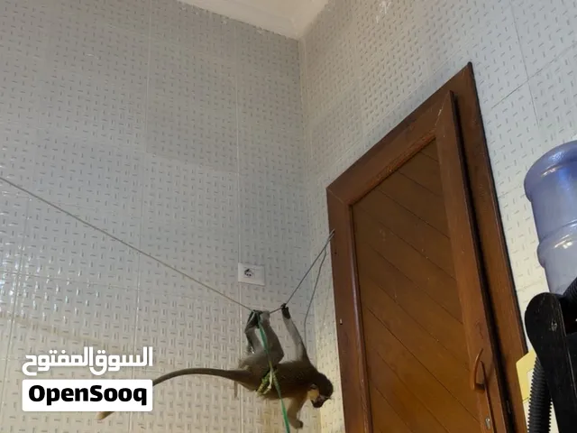 قرد ربي يبارك
