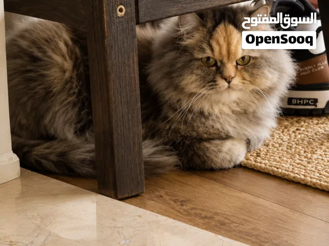 قطه للتبني