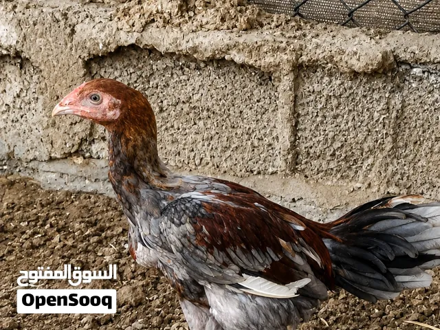 ديك باكستاني للبيع او البدل
