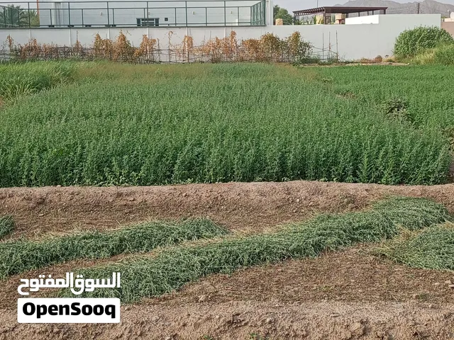 قت عماني ممتاز