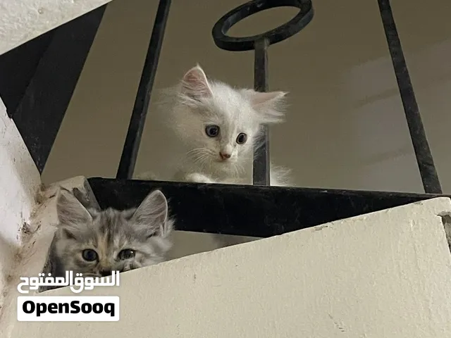 قطط كيتن شيرازي عمر شهرين ونص