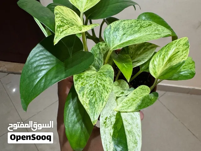 Mixed Pothos (Normal & Marble Queen) نبات بوثوس - ميكس انواع مختلفة في اصيص واحد