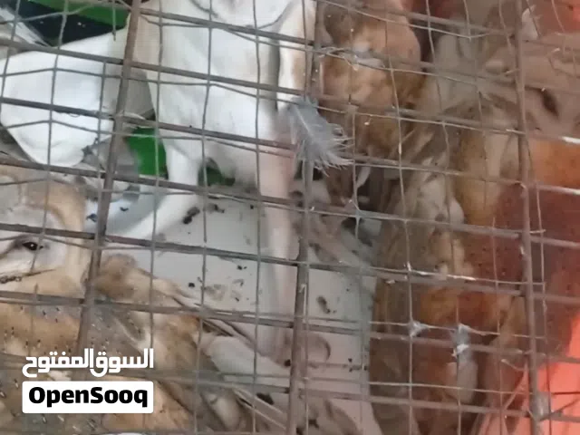 سلام عليكم عندي هذن5 البومات للبيع  وبيهن مجال قليل اليشتري يتفضل