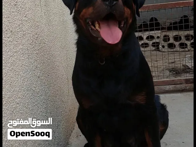 انثى روت وايلر ضخمه جامبو لون غامق