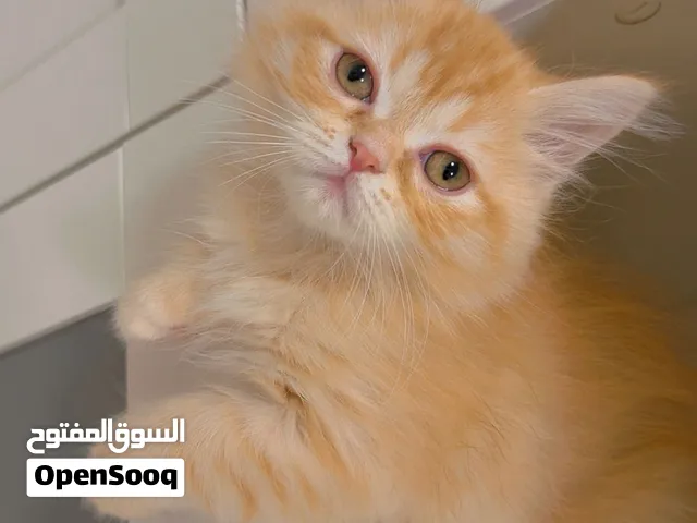 للبيع Chinchilla ذكر لون Golden /Orange