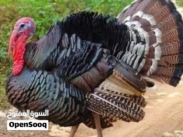 سلام عليكم اخوان مطلوب فسيفس فحل بسعر مناسب