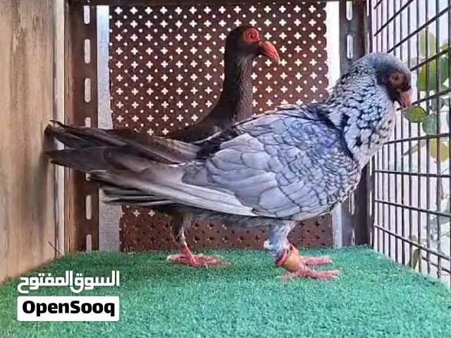 متاح أو للبدل على اي اشي مناسب والتسليم حسب الإتفاق