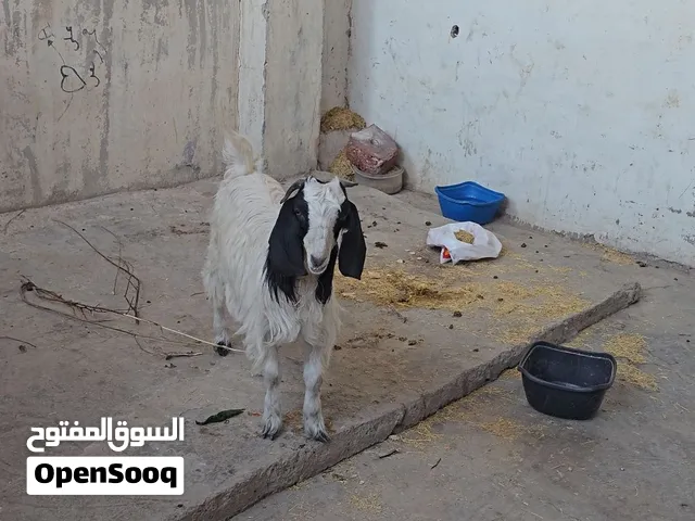 سخله عمر 4شهور ونص