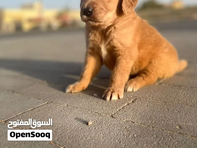 كلاب غولدن ريتريفر
