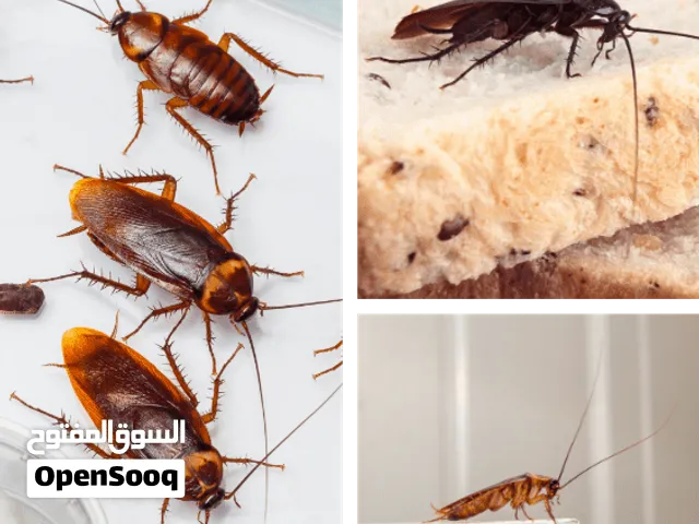شركة مكافحه حشرات بمكه رش الصراصير وبق الفراش والعته والنمل بمكه