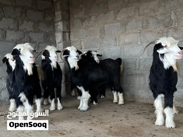 ماعز الون الملكي