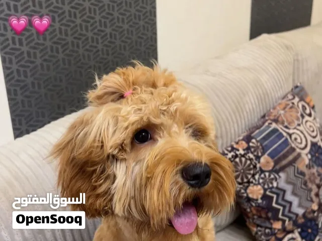 كلب Cockapoo
