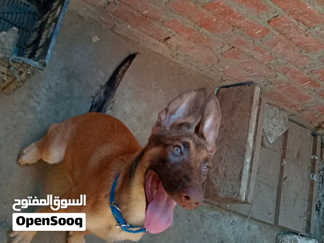جراويه مالينوا استندر عمر 3 شهور و أيام داخله علي 4 شهور