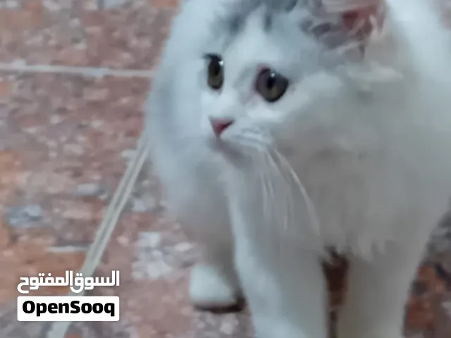 سنور شيرازي
