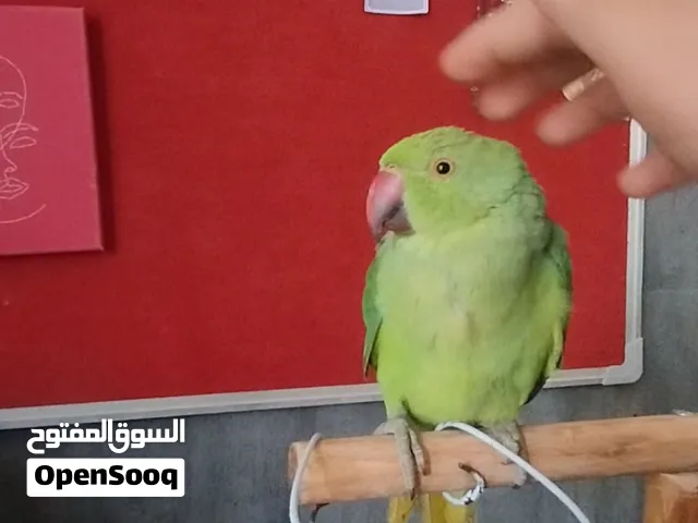 ببغاء الدره الهندي ذكر البيع