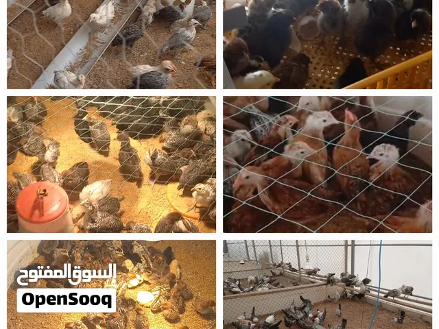 دجاج مكس بيور Chicken Purebred Mix