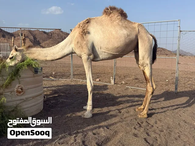 ناقه للبيع