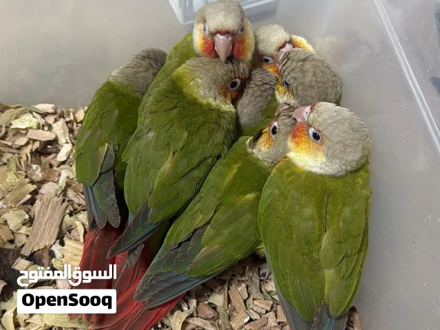 متوفر كمية محدودة من باينبل رد فاكتور  كنيور  طيور مميزه و الطيور بصحه ممتازه