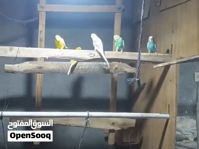 طيور حب للبيع السعر زوج 17 الف بيه مجال قليل