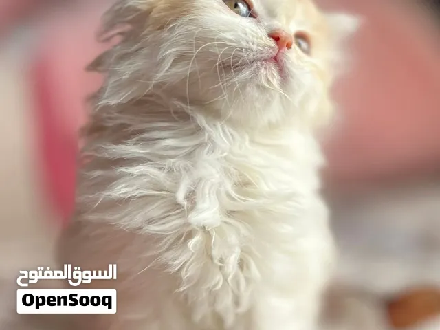 كيتن شيرازي عمر شهرين بسعر حالي قوي فخامه من الاخر متدرب جاهز لبيته الجديد