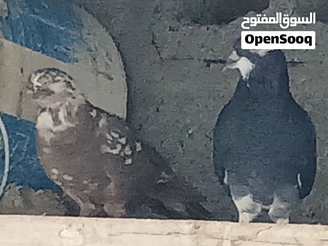 حمام بربجهان قلابي