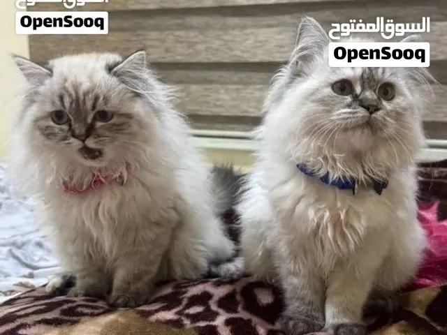 هملايا للتبني