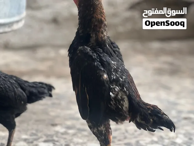 دجاج كوشامو قزم
