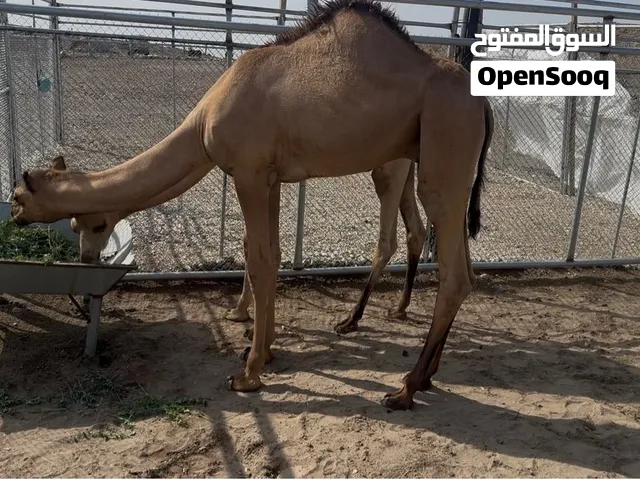 للبيع قعود